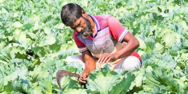 সবজির ভালো ফলনেও কৃষক ক্ষতিগ্রস্ত, কেন?